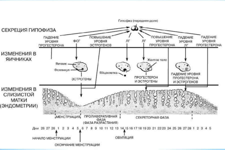 Изменения цикла. Овариально менструальный цикл схема. Схема регуляции менструального цикла. Фазы менструального цикла схема. Гормональная регуляция менструационного цикла схема.