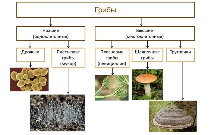 Низшие грибы имеют мицелий. Классификация грибов одноклеточные и многоклеточные. Классификация грибов одноклеточные и многоклеточные схема. Схема грибы одноклеточные и многоклеточные. Царство грибы одноклеточные или многоклеточные.