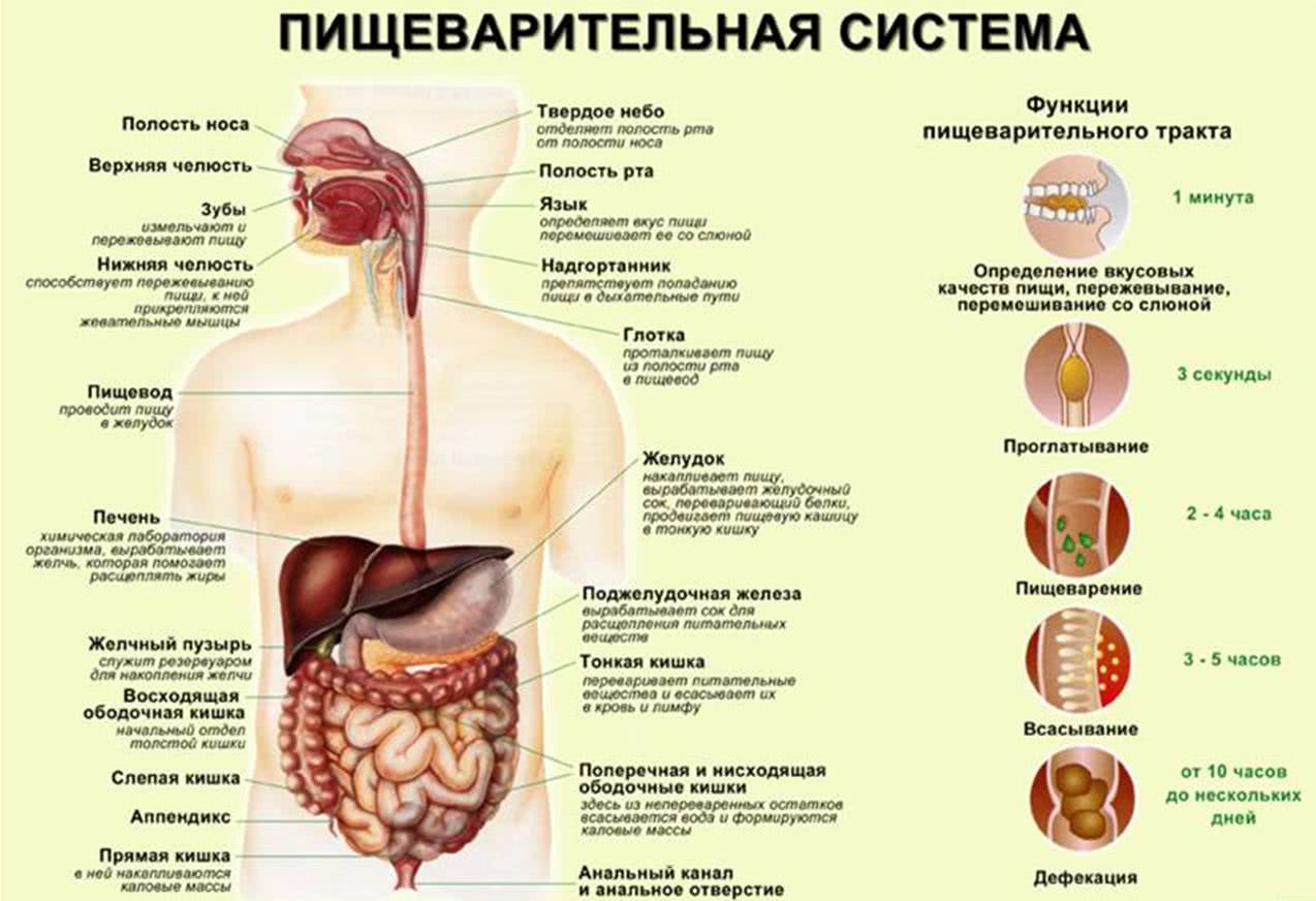 Пищеварительная система строение и функции анатомия
