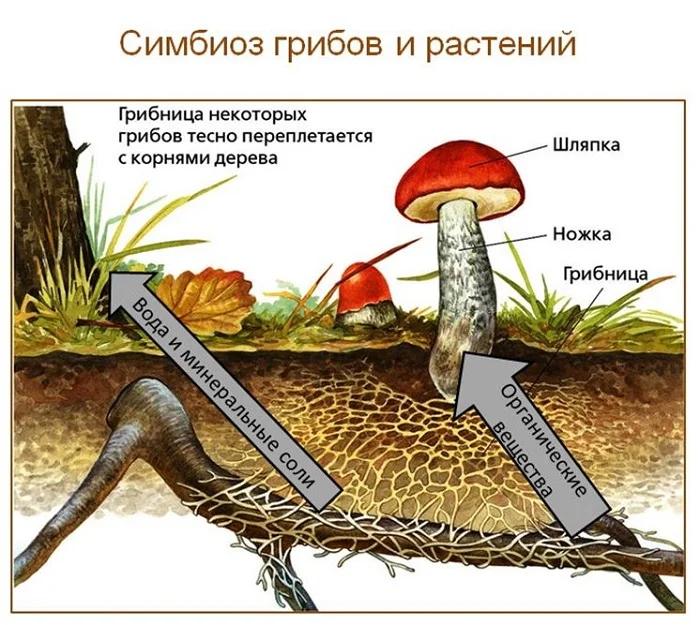 Корни грибов как называется. Симбиоз грибов и растений схема. Симбиоз гриба и растения. Симбиоз грибов и растений. Симбиоз грибов.